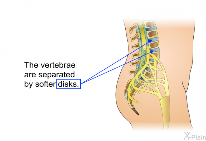 The vertebrae are separated by softer disks.