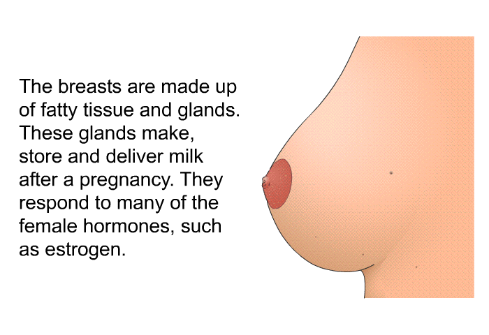 The breasts are made up of fatty tissue and glands. These glands make, store and deliver milk after a pregnancy. They respond to many of the female hormones, such as estrogen.