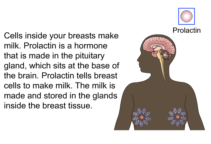 Cells inside your breasts make milk. Prolactin is a hormone that is made in the pituitary gland, which sits at the base of the brain. Prolactin tells breast cells to make milk. The milk is made and stored in the glands inside the breast tissue.