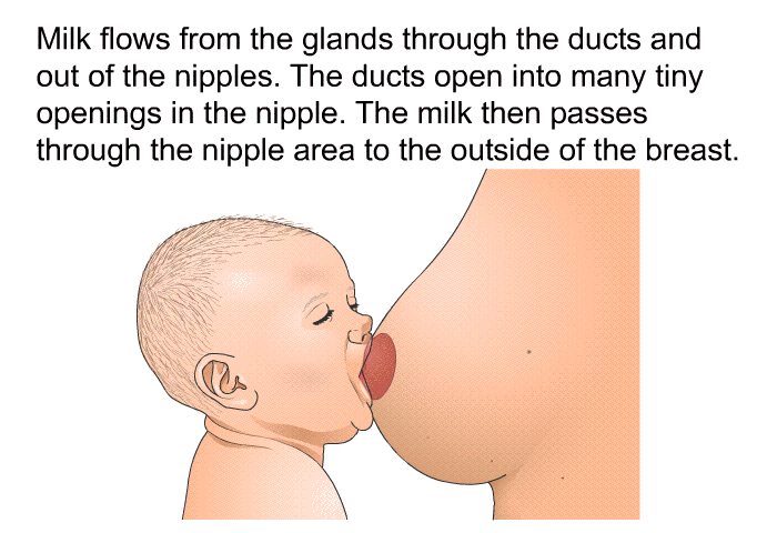 Milk flows from the glands through the ducts and out of the nipples. The ducts open into many tiny openings in the nipple. The milk then passes through the nipple area to the outside of the breast.