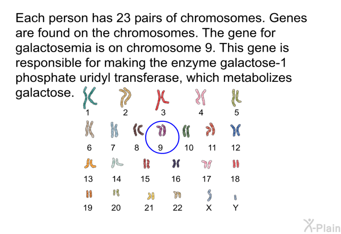Each person has 23 pairs of chromosomes. Genes are found on the chromosomes. The gene for galactosemia is on chromosome 9. This gene is responsible for making the enzyme galactose-1 phosphate uridyl transferase, which metabolizes galactose.