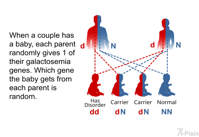 When a couple has a baby, each parent randomly gives 1 of their galactosemia genes.