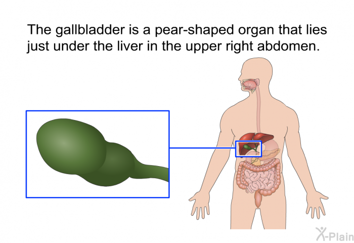 The gallbladder is a pear-shaped organ that lies just under the liver in the upper right abdomen.