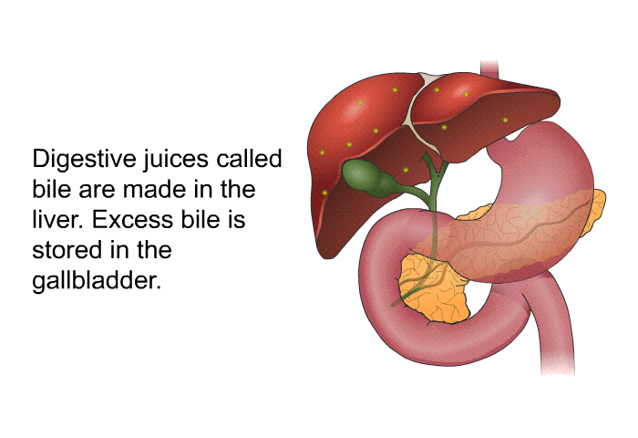 Digestive juices called bile are made in the liver. Excess bile is stored in the gallbladder.