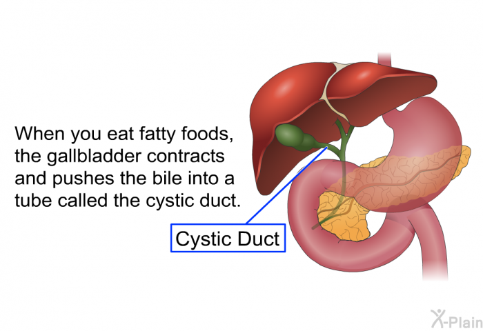 When you eat fatty foods, the gallbladder contracts and pushes the bile into a tube called the cystic duct.