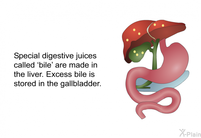 Special digestive juices called  bile' are made in the liver. Excess bile is stored in the gallbladder.