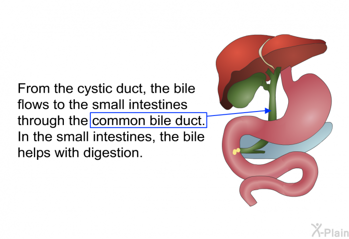 From the cystic duct, the bile flows to the small intestines through the common bile duct. In the small intestines, the bile helps with digestion.