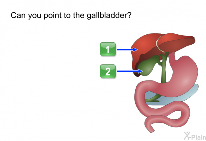 Can you point to the gallbladder?