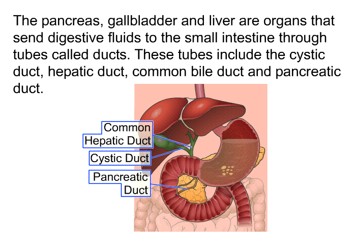 The pancreas, gallbladder and liver are organs that send digestive fluids to the small intestine through tubes called ducts. These tubes include the cystic duct, hepatic duct, common bile duct and pancreatic duct.