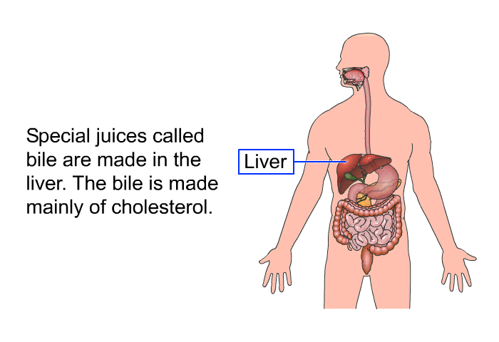 Special juices called bile are made in the liver. The bile is made mainly of cholesterol.