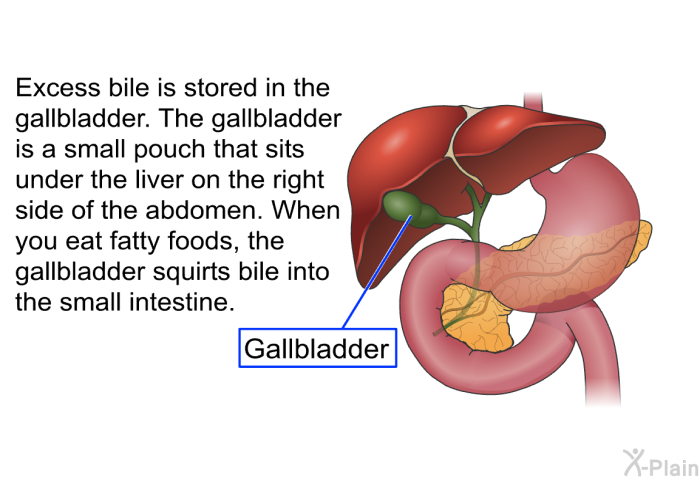 Excess bile is stored in the gallbladder. The gallbladder is a small pouch that sits under the liver on the right side of the abdomen. When you eat fatty foods, the gallbladder squirts bile into the small intestine.