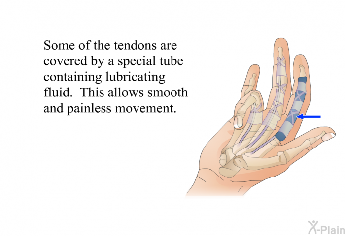 Some of the tendons are covered by a special tube containing lubricating fluid. This allows smooth and painless movement.