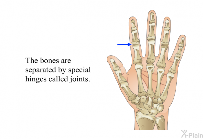 The bones are separated by special hinges called joints.