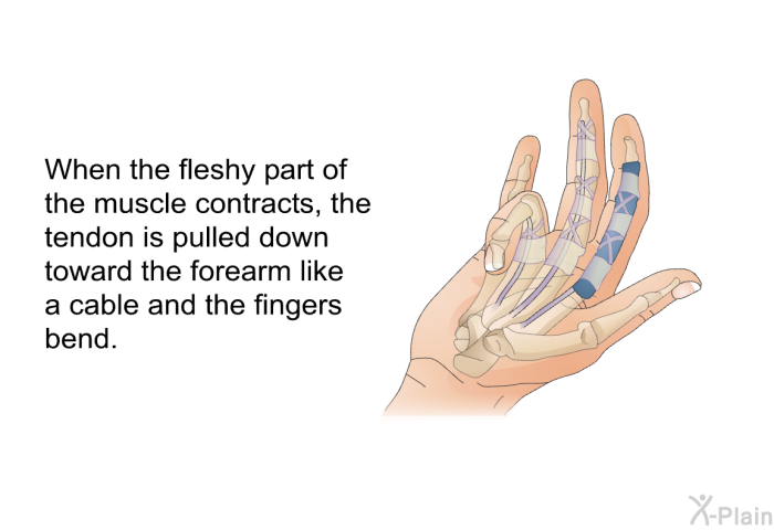 When the fleshy part of the muscle contracts, the tendon is pulled down toward the forearm like a cable and the fingers bend.