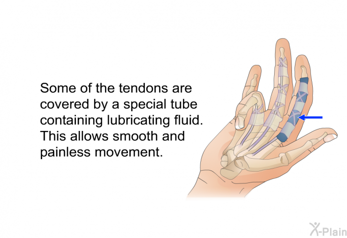 Some of the tendons are covered by a special tube containing lubricating fluid. This allows smooth and painless movement.