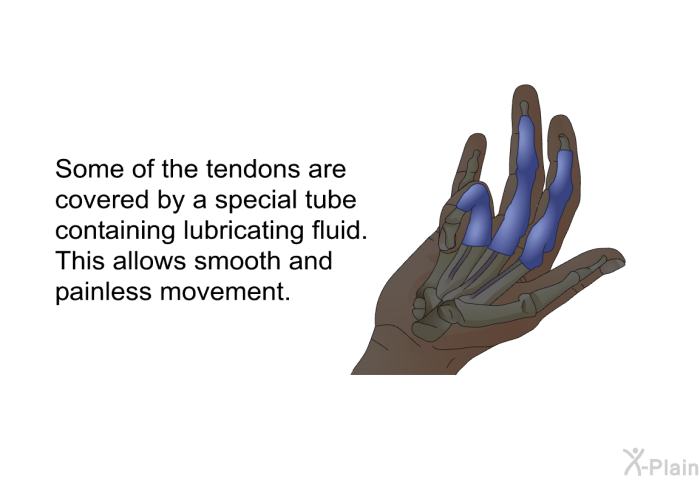 Some of the tendons are covered by a special tube containing lubricating fluid. This allows smooth and painless movement.