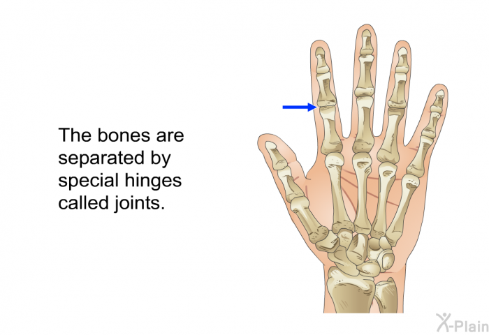 The bones are separated by special hinges called joints.