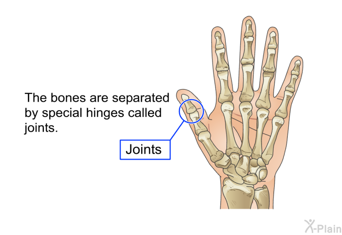 The bones are separated by special hinges called joints.