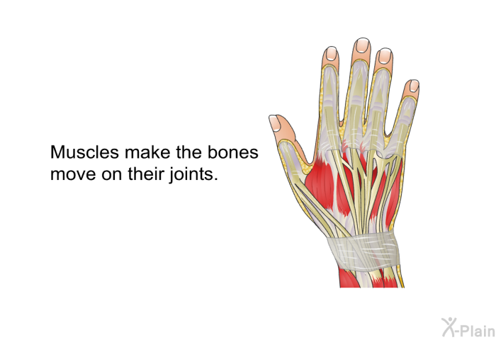 Muscles make the bones move on their joints.