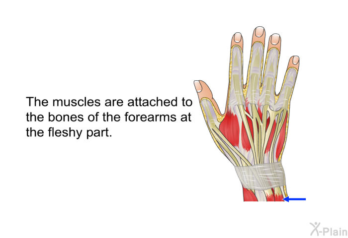 The muscles are attached to the bones of the forearms at the fleshy part.