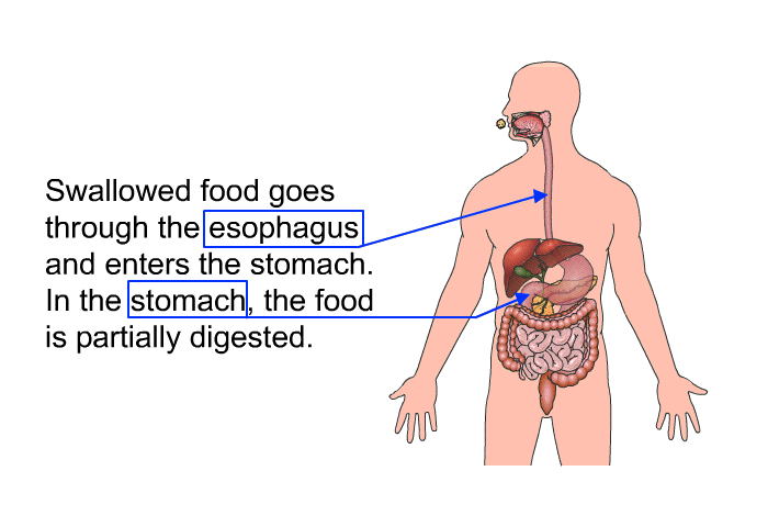 Swallowed food goes through the esophagus and enters the stomach. In the stomach, the food is partially digested.