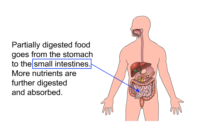 Partially digested food goes from the stomach to the small intestines. More nutrients are further digested and absorbed.