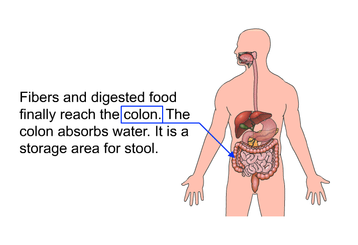 Fibers and digested food finally reach the colon. The colon absorbs water. It is a storage area for stool.