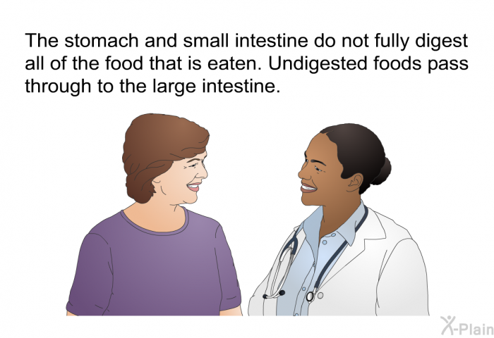The stomach and small intestine do not fully digest all of the food that is eaten. Undigested foods pass through to the large intestine.