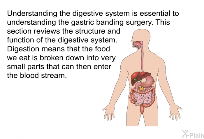 Understanding the digestive system is essential to understanding the gastric banding surgery. This section reviews the structure and function of the digestive system. Digestion means that the food we eat is broken down into very small parts that can then enter the blood stream.