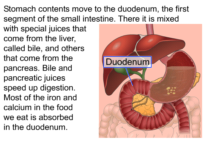 Stomach contents move to the duodenum, the first segment of the small intestine. There it is mixed with special juices that come from the liver, called bile, and others that come from the pancreas. Bile and pancreatic juice speed up digestion. Most of the iron and calcium in the food we eat is absorbed in the duodenum.