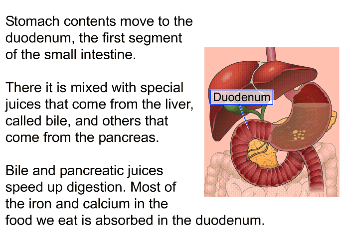 Stomach contents move to the duodenum, the first segment of the small intestine. There it is mixed with special juices that come from the liver, called bile, and others that come from the pancreas. Bile and pancreatic juices speed up digestion. Most of the iron and calcium in the food we eat is absorbed in the duodenum.