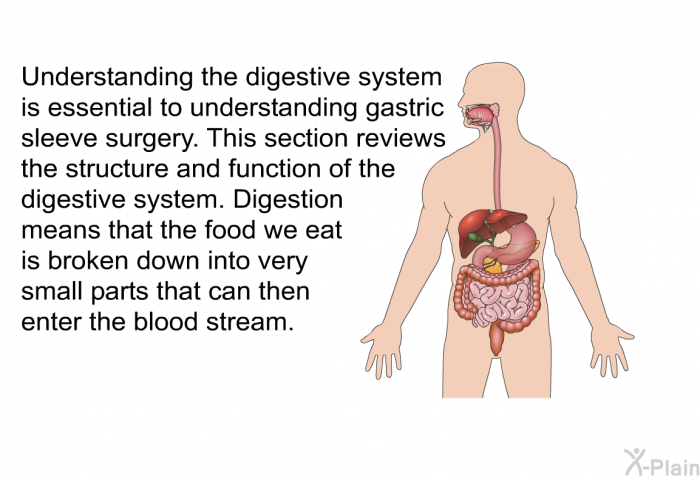 Understanding the digestive system is essential to understanding gastric sleeve surgery. This section reviews the structure and function of the digestive system. Digestion means that the food we eat is broken down into very small parts that can then enter the blood stream.