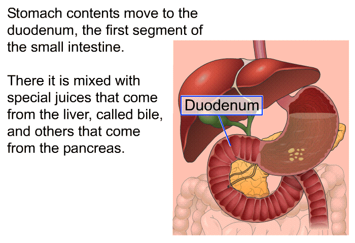 Stomach contents move to the duodenum, the first segment of the small intestine. There it is mixed with special juices that come from the liver, called bile, and others that come from the pancreas.