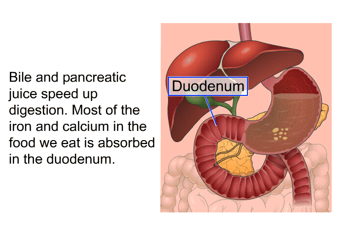 Bile and pancreatic juice speed up digestion. Most of the iron and calcium in the food we eat is absorbed in the duodenum.
