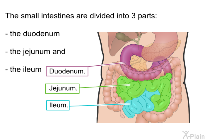The small intestines are divided into 3 parts: the duodenum, the jejunum and the ileum.