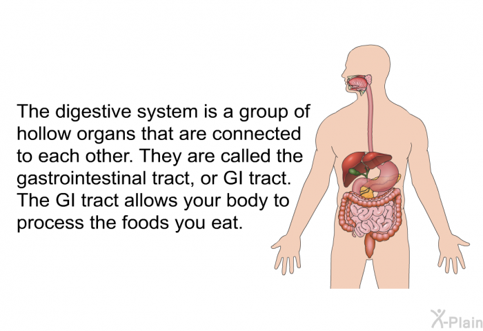 The digestive system is a group of hollow organs that are connected to each other. They are called the gastrointestinal tract, or GI tract. The GI tract allows your body to process the foods you eat.