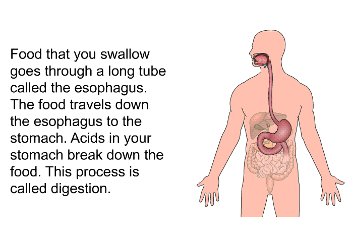 Food that you swallow goes through a long tube called the esophagus. The food travels down the esophagus to the stomach. Acids in your stomach break down the food. This process is called digestion.