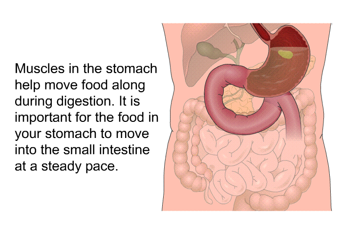 Muscles in the stomach help move food along during digestion. It is important for the food in your stomach to move into the small intestine at a steady pace.