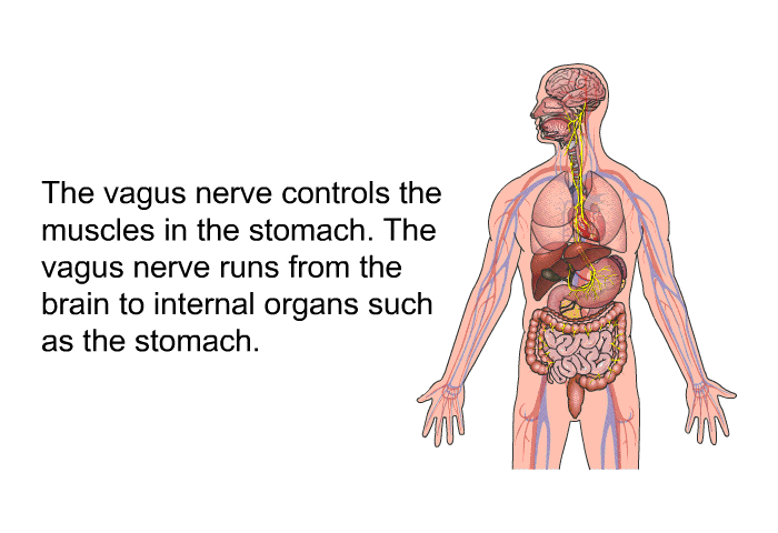 The vagus nerve controls the muscles in the stomach. The vagus nerve runs from the brain to internal organs such as the stomach.