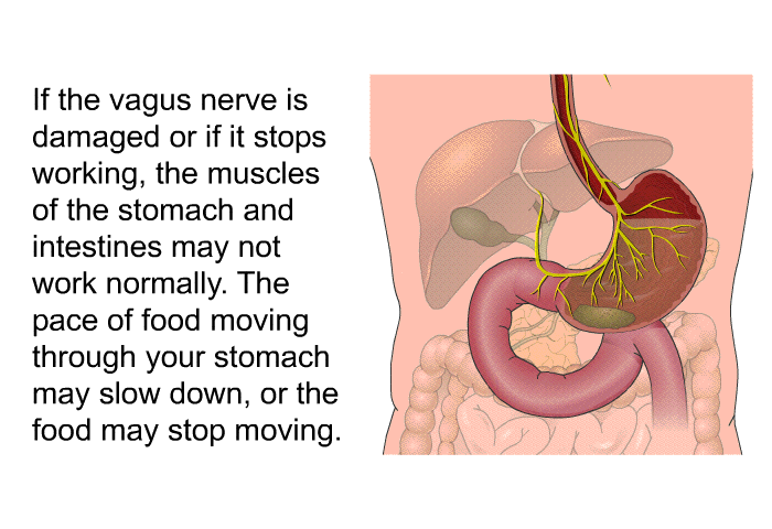 If the vagus nerve is damaged or if it stops working, the muscles of the stomach and intestines may not work normally. The pace of food moving through your stomach may slow down, or the food may stop moving.