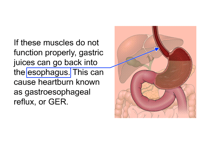 If these muscles do not function properly, gastric juices can go back into the esophagus. This can cause heartburn known as gastroesophageal reflux, or GER.