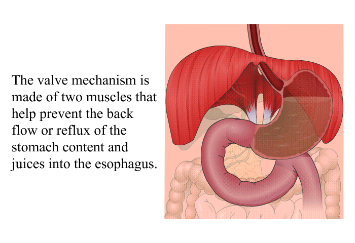 The valve mechanism is made of two muscles that help prevent the back flow or reflux of the stomach content and juices into the esophagus.