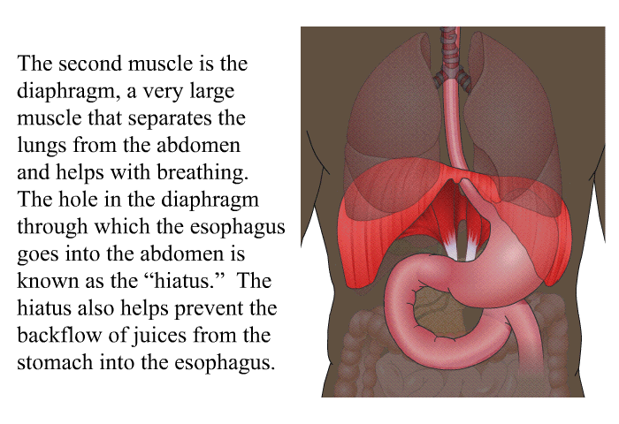 The second muscle is the diaphragm, a very large muscle that separates the lungs from the abdomen and helps with breathing. The hole in the diaphragm through which the esophagus goes into the abdomen is known as the “hiatus.” The hiatus also helps prevent the backflow of juices from the stomach into the esophagus.