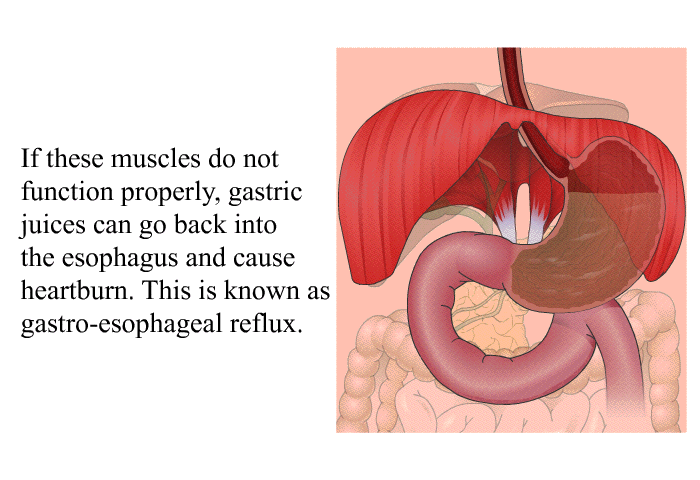 If these muscles do not function properly, gastric juices can go back into the esophagus and cause heartburn. This is known as gastro-esophageal reflux.