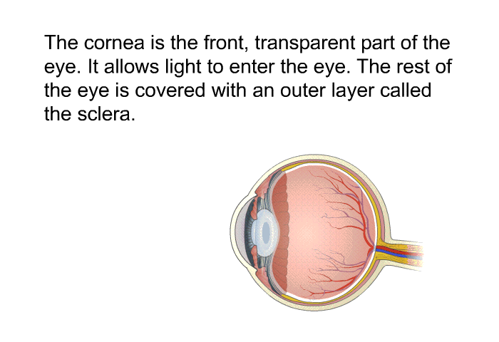The cornea is the front, transparent part of the eye. It allows light to enter the eye. The rest of the eye is covered with an outer layer called the sclera.