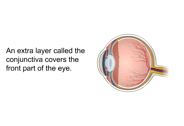 An extra layer called the conjunctiva covers the front part of the eye.