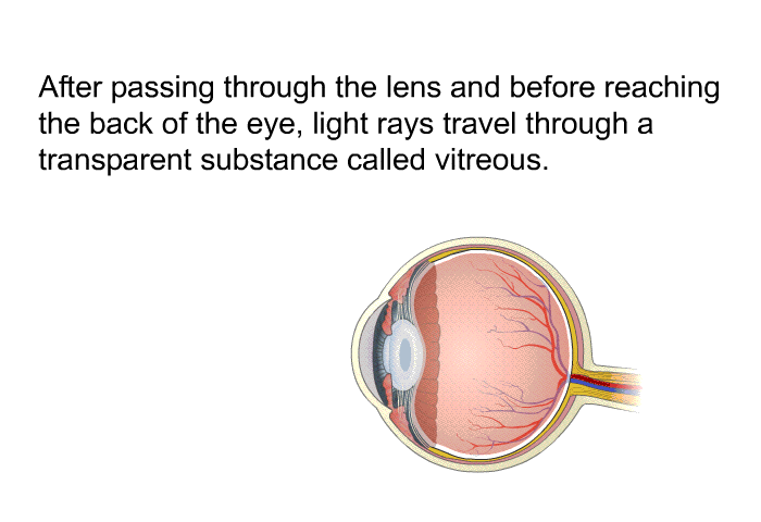 After passing through the lens and before reaching the back of the eye, light rays travel through a transparent substance called vitreous.