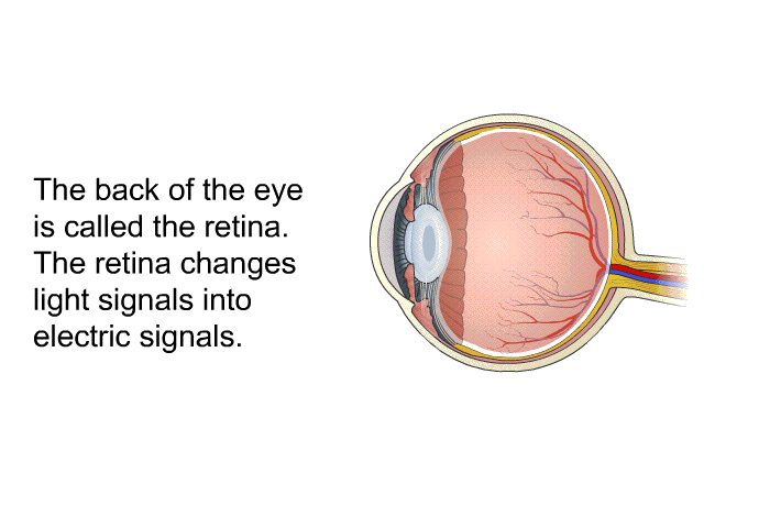 The back of the eye is called the retina. The retina changes light signals into electric signals.