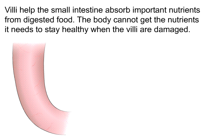 Villi help the small intestine absorb important nutrients from digested food. The body cannot get the nutrients it needs to stay healthy when the villi are damaged.
