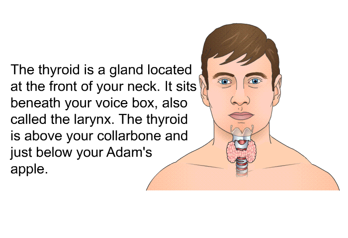 The thyroid is a gland located at the front of your neck. It sits beneath your voice box, also called the larynx. The thyroid is above your collarbone and just below your Adam's apple.